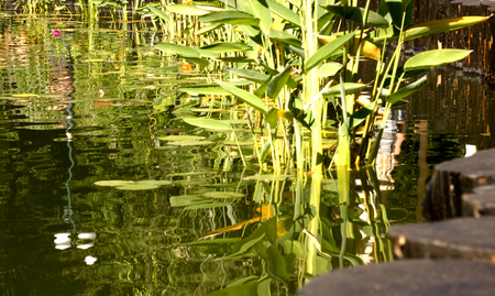 Water surface of the lake in the parkの写真素材