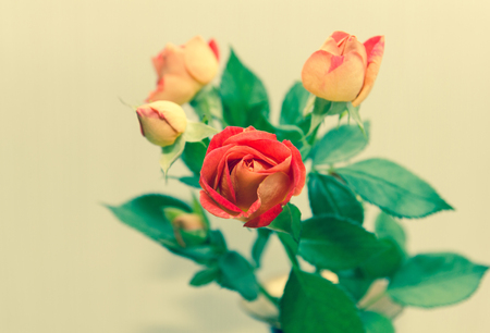 Beautiful roses bouquet on a beige  background closeup. Retro concept.- Imageの写真素材