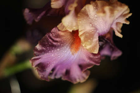 Bright, summer flowers of Irisの写真素材