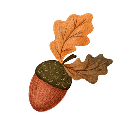 Acorn cartoon isolated autumn illustration on white background. Oak tree fruitの写真素材