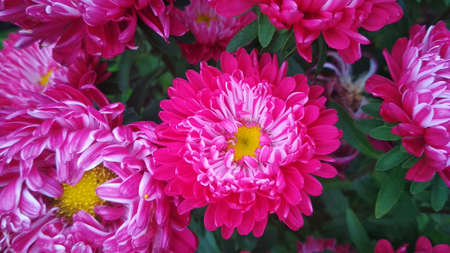 Fmoletovy flower with a yellow core.
