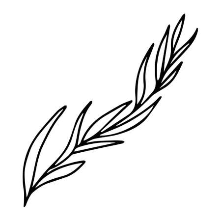 Vector illustration with a twig. Doodle style plant vector for banners and postcards.のイラスト素材