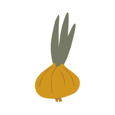 The bulb is red in color with green foliage.のイラスト素材