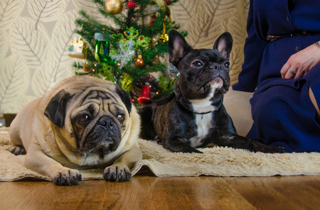 dogs at new year holidays. two pets: one of them is black, active french bulldog. another animal is sad beige, fawn pug. two room dogs lay near christmas tree. traditional home.の写真素材