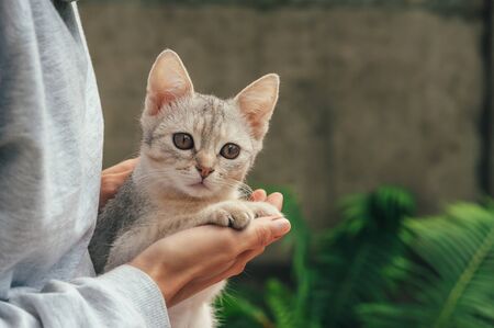 Gray Kitten on its hind legs, against the backdrop of greeneryの写真素材