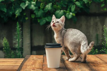 Gray Kitten on its hind legs, against the backdrop of greenery.の写真素材