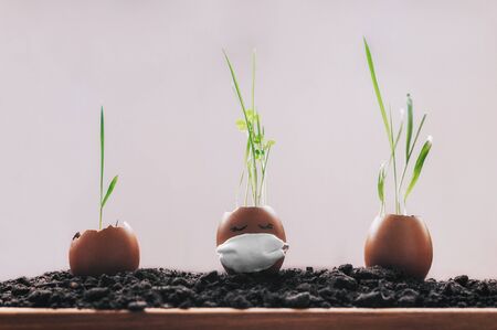 grass grows from eggs standing on the ground on a white background.