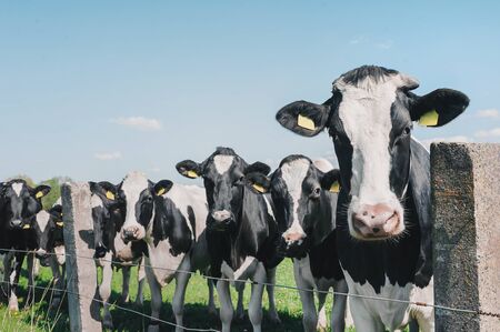 cows against the sky and green grass