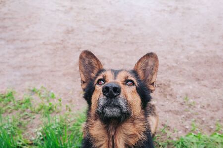 large dog close up faithfully looking upの写真素材