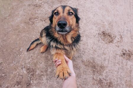 A dog paw takes a person. People support petsの写真素材