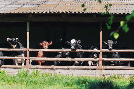 Cows on a dairy farm in Stableの写真素材