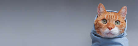 Cute ginger cat wrapped in a blue shawl on a gray background, banner.の写真素材