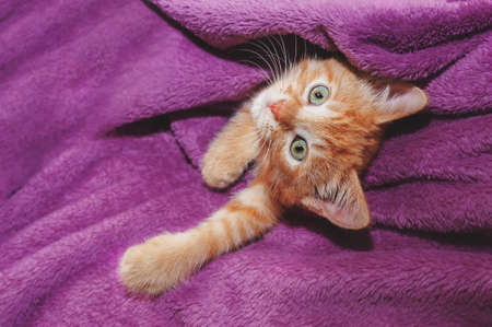 Ginger kitten hugs a soft toy on the background of a blanket.