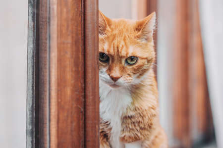A ginger cat sits on the window and looks at the camera. portrait.