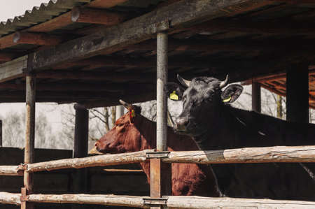 A brown and black bull on a rural farm in a stall.