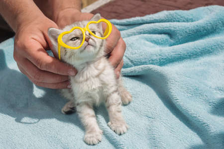 Gray kitten on a blue background with yellow glasses.の写真素材