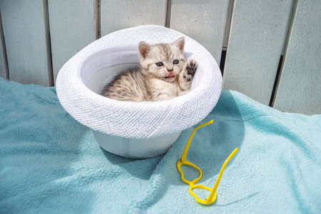 Gray kitten in a hat on a blue background with yellow glasses.の写真素材