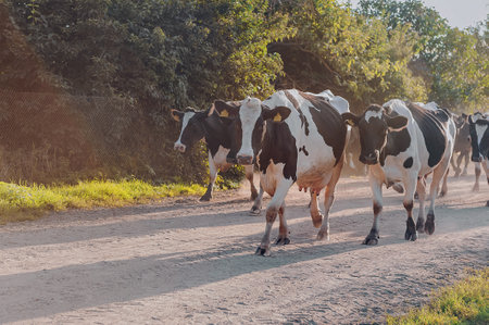 cow at sunset are walking along the road against the background of the countryside