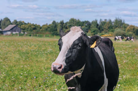 the cow grazes on the background of the rural landscape.の写真素材