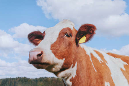 Red cow on the background of the sky and green grass.の写真素材