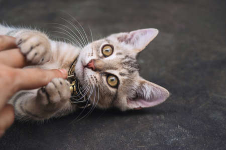 A gray kitten plays with the hand of a young girl, against the background of the road.の写真素材