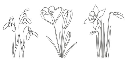 One line drawing of spring flower set. Continuous abstract line snowdrops, crocuses, daffodils. Minimalist spring flower outline drawing. Hand drawn sketch flowers. Vector illustration.のイラスト素材