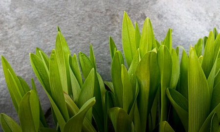 Close up of young plant with green leaves on gray rocky background