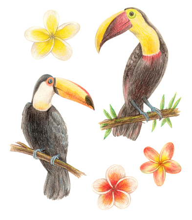 tropical exotic birds and flowers. toucan and plumeria. hand drawing colored pencils illustration. isolated elementsの写真素材