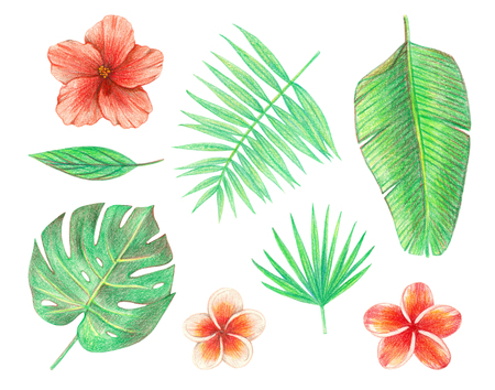 tropical exotic leaves and flowers. palm leaves, hibiscus and plumeria. hand drawing colored pencils illustration. isolated elementsの写真素材