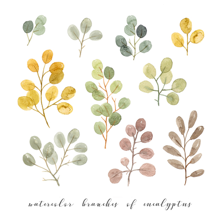 watercolor branches of eucalyptus. hand painting isolated elementsの写真素材
