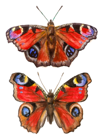 watercolor illustrations insects - peacock butterflies. hand drawing, isolated elements.の写真素材