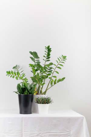 Growing houseplant in a flowerpot on a white backgroundの写真素材