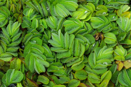 Tropical growing green flora nature texture pattern