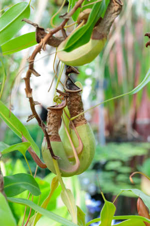 Colorfull pitcher plants, carnivorous plant on a tree