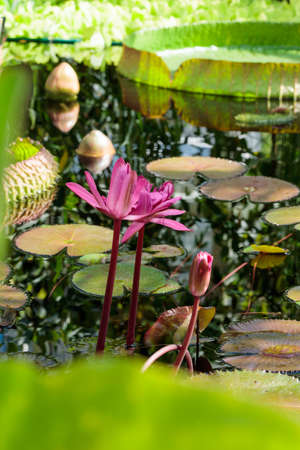Tropical water lilly flower in laguna