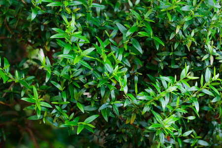 Tropical growing green flora nature texture pattern