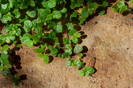 Tropical growing green plant nature texture pattern and a wall