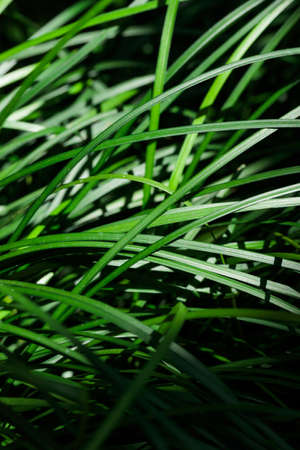 Tropical growing green flora nature texture patternの写真素材