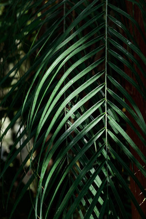 Tropical growing green palm leaf nature texture pattern