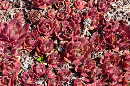 Tropical growing green succulent nature texture patternの写真素材