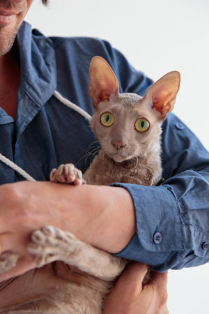 Cute cornish rex cat sitting at men's handsの写真素材