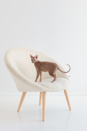 Cute cornish rex cat sitting in the cream chair on a white backgroundの写真素材