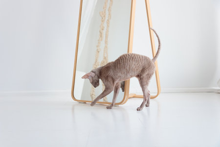 Cute cornish rex cat playing on the white floor