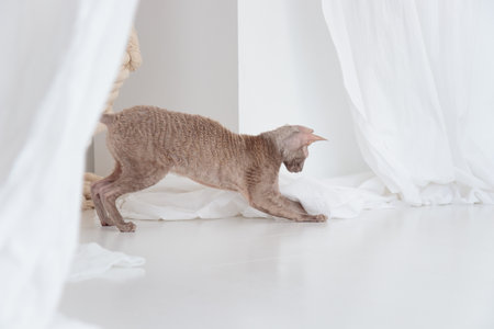 Cute cornish rex cat playing with clean curtain on the white floor