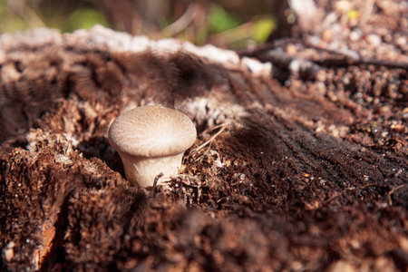 Mashrooms, fresh and natural in the autumn forest.の写真素材