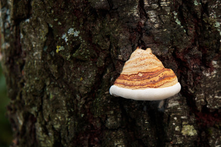 Birch bark chaga mushroom in a autumn forest.