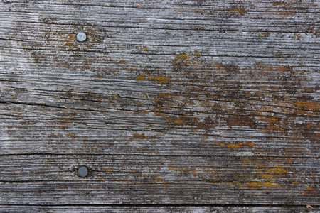 Old wood texture for background with copy space. Wooden table covered with overgrown white lichen.の写真素材
