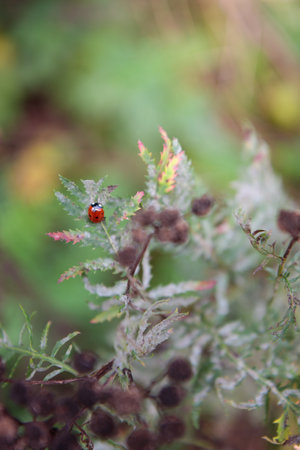 Ladybug on a small green branch in the forest, bokeh, close up, copyspace.の写真素材