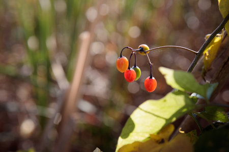 A cluster of Climbing Nightshade -Solanum dulcamara - berries close up.の写真素材