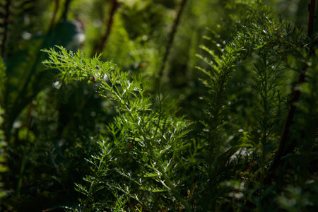 Green leaf texture. Leaf texture background.の写真素材